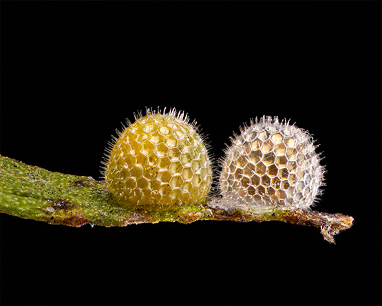 Two small butterfly eggs on a leaf appear to have pits and hairs, similar to strawberry.