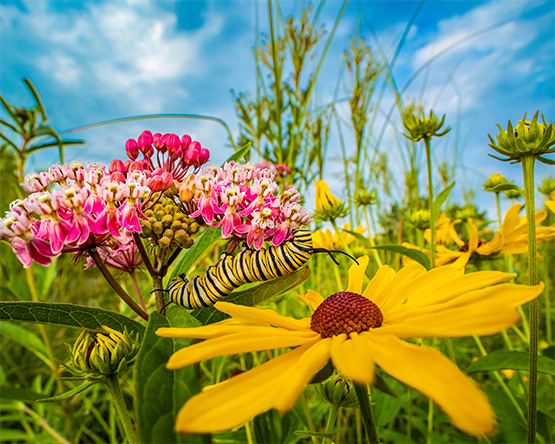 A monarch butterfly caterpillar eats a milkweed flower nestled among other vibrant wildflowers.