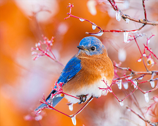 A red-breasted bluebird sits on frozen branch covered in small icicles.