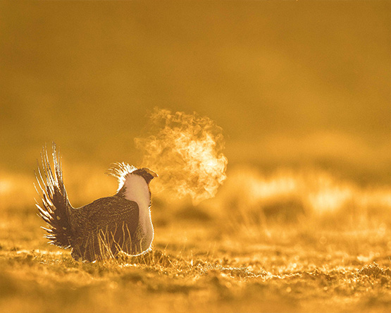 Side view of a greater sage grouse in soft early morning yellow light, with a cloud of breath visible.