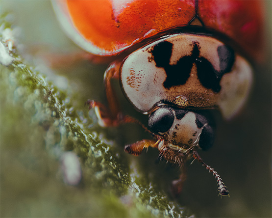 A close-up of a ladybug perched on a leaf. The ladybug is facing the camera, and its red shell with black spots is clearly visible. We can see its head, antennae, and legs.